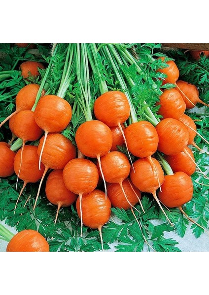 Top Havuç Tohumu Atalık Paris Market Atlas Carrot