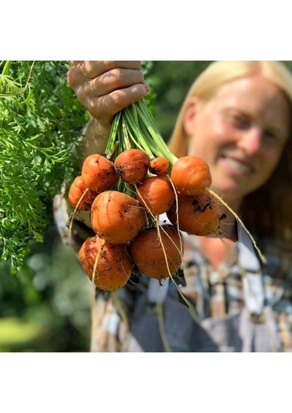 Top Havuç Tohumu Atalık Paris Market Atlas Carrot