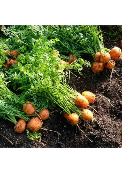 Top Havuç Tohumu Atalık Paris Market Atlas Carrot