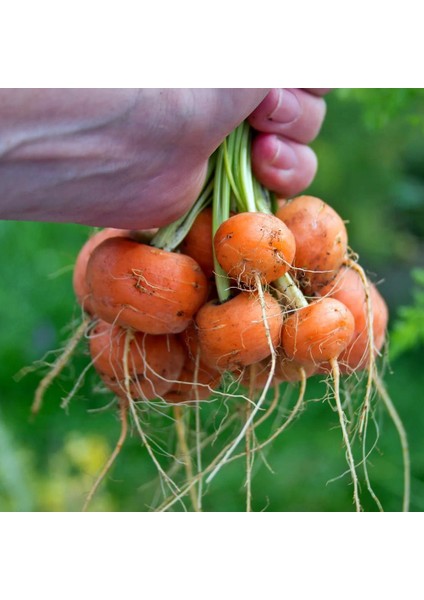 Top Havuç Tohumu Atalık Paris Market Atlas Carrot