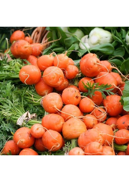 Top Havuç Tohumu Atalık Paris Market Atlas Carrot