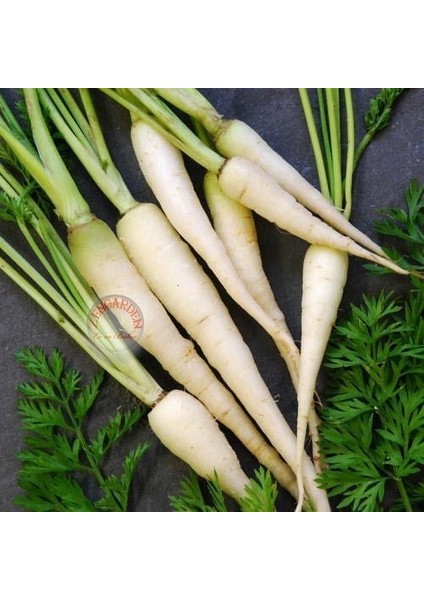 Beyaz Havuç Tohumu Atalık Carrot Lunar White