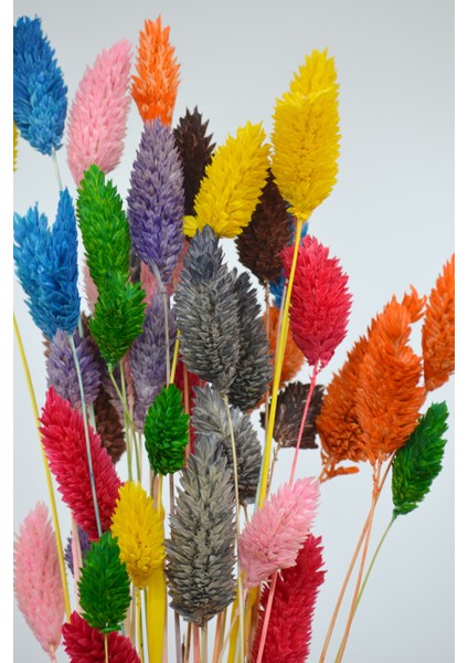 Kurutulmuş Kuş Otu (Palaris Çiçeği) Renk Şöleni 40 Dal modelleri