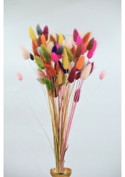 Kurutulmuş Pamuk Otu Tavşan Kuyruğu Renk Şöleni - 80 Dal fiyatları