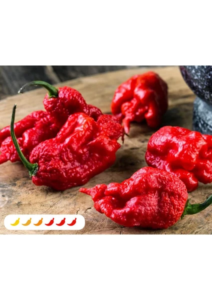 Hot Pepper Collector Carolına Reaper Biberi - Gerçek Taze Biber / 2,5 Milyon Scoville No: 1