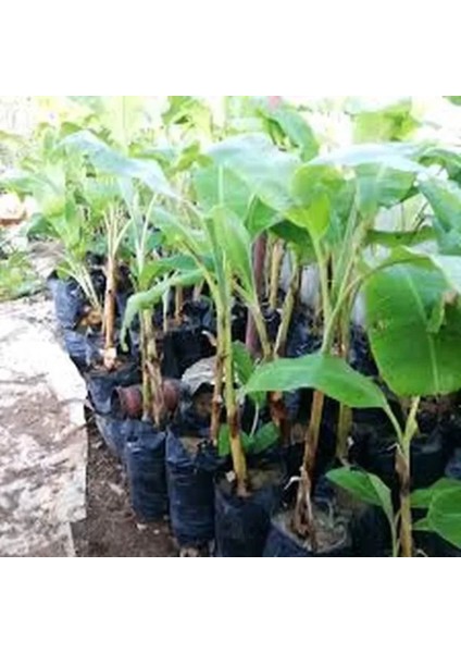 Saksıda Yetişmiş Büyük Yapıda Bodur Muz Ağacı (100-120 Cm)