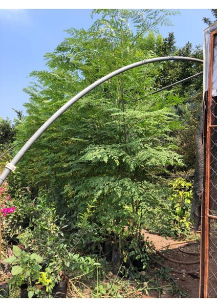Tüplü Şifalı Moringa Ağacı Fidanı(Boy 150 Ila 2 M)