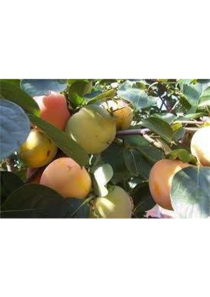 Acık Kök Yeşil Yenilebilen Hurma Fidanı