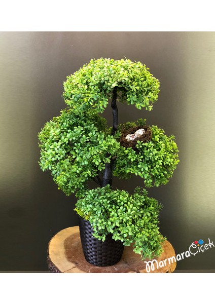 5 Adet Tohum Nadir Akdeniz Şimşir Bonsai Ağaç Tohumu Saksı Toprak Hediye