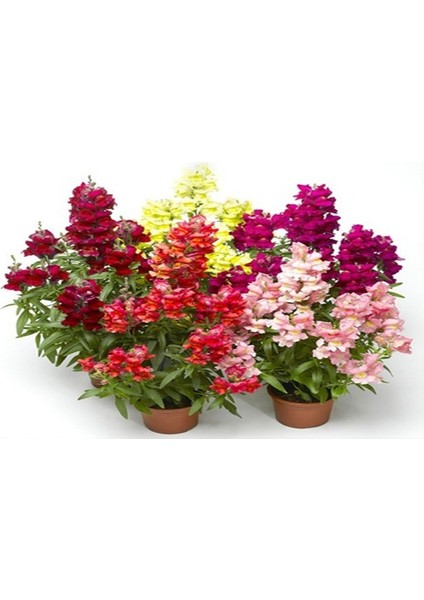 50 Adet Tohum Nadir Bulunan Aslanağzı Aslan Ağzı Çiçeği Tohum Saksı Toprak