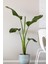 Garden Online Starliçe Cennet Kuşu Çiçeği - Strelitzia Nicolai Canlı Salon Bitkisi 130 - 150 cm 2