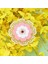 Şeftali Çiçeği 16 cm Kiraz Çiçeği Coaster Kawaii Japonya Tarzı Sakura Bardak Kahve Fincanları Için Kaymaz Masa Placemat Çay Süt Kupa Ev Dekorları (Yurt Dışından) 1