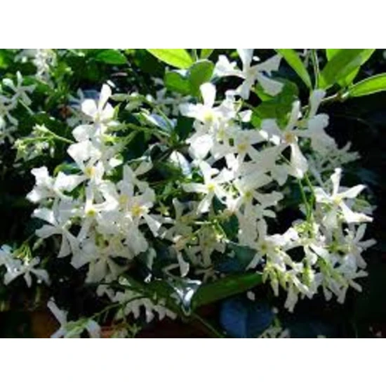 Fidancıyız Kokulu Beyaz Yasemin Çiçeği Fidanı(70 Cm)