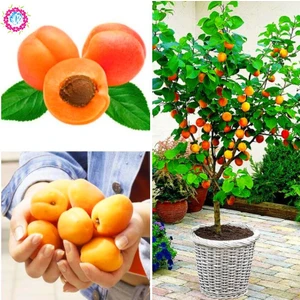 Köy Tohumları 5 Adet Tohum Nadir Şekerpare Kayısı Bonsai Ağaç Tohumu Alyanak Kayısı
