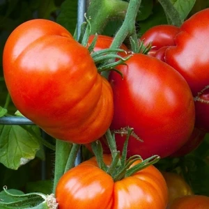 Köy Tohumları 200 Adet Tohum Organik Tokat Domatesi Tohumu Köy Domatesi Tokat Tohum
