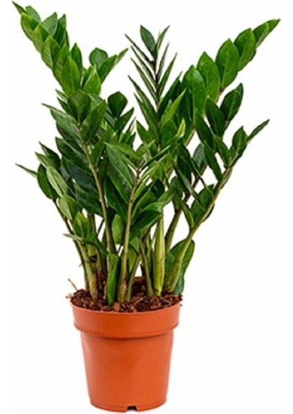Zamia Bitkisi 80-90 cm