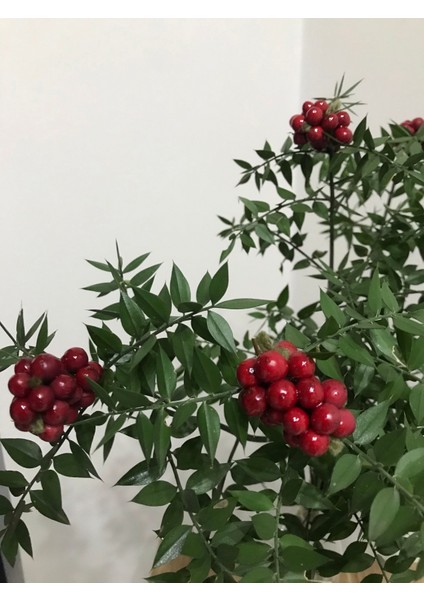 Kokina Çiçeği (1 Demet 40 Dal ) Yılbaşı Çiçeği - Sanş Çiçeği modelleri