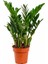 Zamia Bitkisi 80-90 cm 1