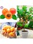 5 Adet Tohum Nadir Şekerpare Kayısı Bonsai Ağaç Tohumu Alyanak Kayısı 1