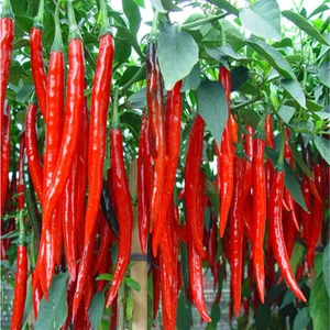 Köy Tohumları 150 Adet Tohum Çok Acı Şili Chili Biberi Tohumu Acı Biber Hediye Tohumlu