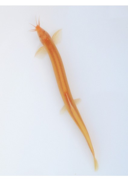 Altın Çoprabalığı Küçük Altın Arowana Canlı Altın Çoprabalığı Kırmızı Çoprabalığı Çöp Balık Aracı Balık Temizleme Balık Soğuk Su Çöpçü Balık (Yurt Dışından)