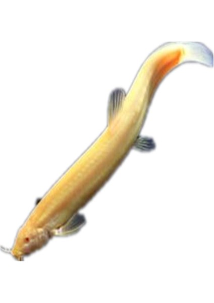 Altın Çoprabalığı Küçük Altın Arowana Canlı Altın Çoprabalığı Kırmızı Çoprabalığı Çöp Balık Aracı Balık Temizleme Balık Soğuk Su Çöpçü Balık (Yurt Dışından)