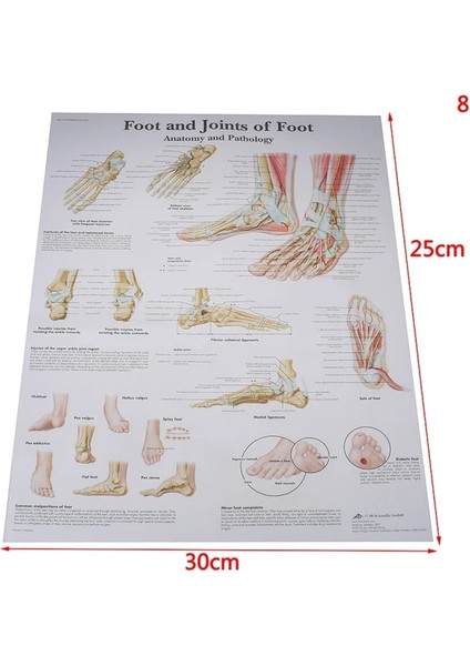 8 Hastane Masaj Haritası Insan Anatomisi Kas Sistemi Sanat Posterleri Baskı Vücut Haritası Ipek Boyama Duvar Resimleri Tıp Eğitimi Için (Yurt Dışından)