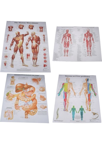 8 Hastane Masaj Haritası Insan Anatomisi Kas Sistemi Sanat Posterleri Baskı Vücut Haritası Ipek Boyama Duvar Resimleri Tıp Eğitimi Için (Yurt Dışından)