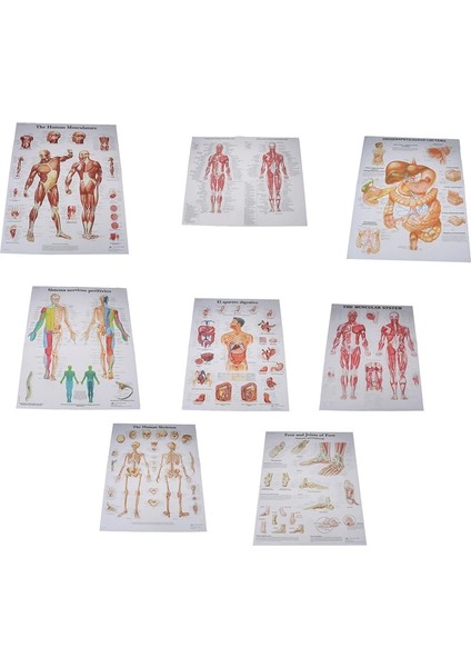 8 Hastane Masaj Haritası Insan Anatomisi Kas Sistemi Sanat Posterleri Baskı Vücut Haritası Ipek Boyama Duvar Resimleri Tıp Eğitimi Için (Yurt Dışından)