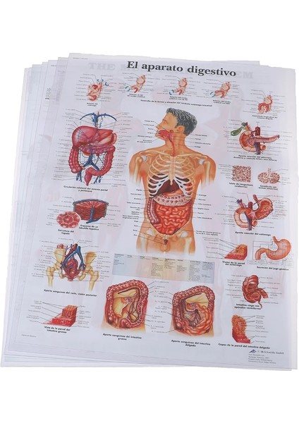 8 Hastane Masaj Haritası Insan Anatomisi Kas Sistemi Sanat Posterleri Baskı Vücut Haritası Ipek Boyama Duvar Resimleri Tıp Eğitimi Için (Yurt Dışından)