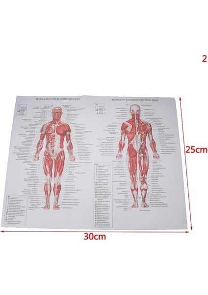 2 Hastane Masaj Haritası Insan Anatomisi Kas Sistemi Sanat Posterleri Baskı Vücut Haritası Ipek Boyama Duvar Resimleri Tıp Eğitimi Için (Yurt Dışından)