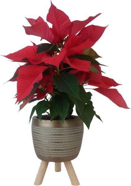 Atatürk Çiçeği | Gold Damla Saksıda