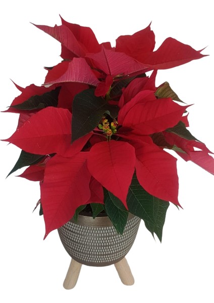 Atatürk Çiçeği | Gold Damla Saksıda fiyatları