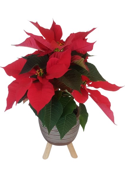 Atatürk Çiçeği | Kiremit Rengi Damla Saksıda fiyatları