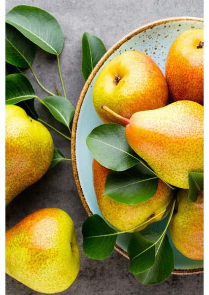 ( 10 Adet ) Santa Maria Armut Fidanı 3 Yaş modelleri