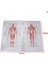 2 Hastane Masaj Haritası Insan Anatomisi Kas Sistemi Sanat Posterleri Baskı Vücut Haritası Ipek Boyama Duvar Resimleri Tıp Eğitimi Için (Yurt Dışından) 1