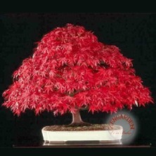 Zengarden Acer Atropurpureum Cv. Japanese Maple Bloodgood Iyikan Akçaağaç Tohumu