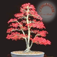 Zengarden Acer Atropurpureum Cv. Japanese Maple Bloodgood Iyikan Akçaağaç Tohumu