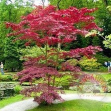 Zengarden Acer Atropurpureum Cv. Japanese Maple Bloodgood Iyikan Akçaağaç Tohumu