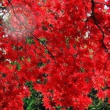 Zengarden Acer Atropurpureum Cv. Japanese Maple Bloodgood Iyikan Akçaağaç Tohumu