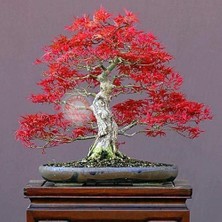 Zengarden Beni Otake Akçaağaç Tohumu Acer Palmatum Matsumuare Big Red Bamboo Maple