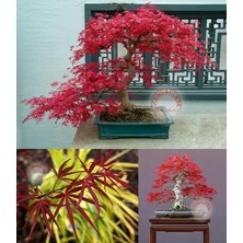 Zengarden Beni Otake Akçaağaç Tohumu Acer Palmatum Matsumuare Big Red Bamboo Maple