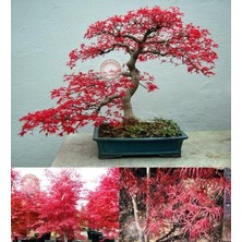 Zengarden Beni Otake Akçaağaç Tohumu Acer Palmatum Matsumuare Big Red Bamboo Maple