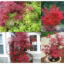 Zengarden Beni Otake Akçaağaç Tohumu Acer Palmatum Matsumuare Big Red Bamboo Maple