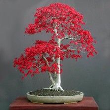 Zengarden Acer Rubrum Tohumu Red Maple Alev Kırmızı Bonsai