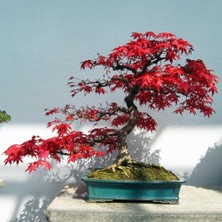 Zengarden Acer Rubrum Tohumu Red Maple Alev Kırmızı Bonsai