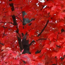 Zengarden Acer Rubrum Tohumu Red Maple Alev Kırmızı Bonsai