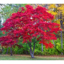 Zengarden Acer Rubrum Tohumu Red Maple Alev Kırmızı Bonsai