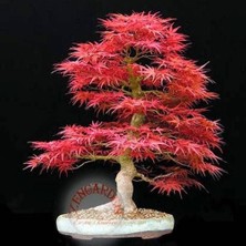 Zengarden Acer Palmatum Akçaağaç Tohumu Suminagashi Cv Japon