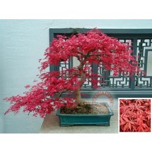 Zengarden Acer Palmatum Akçaağaç Tohumu Suminagashi Cv Japon